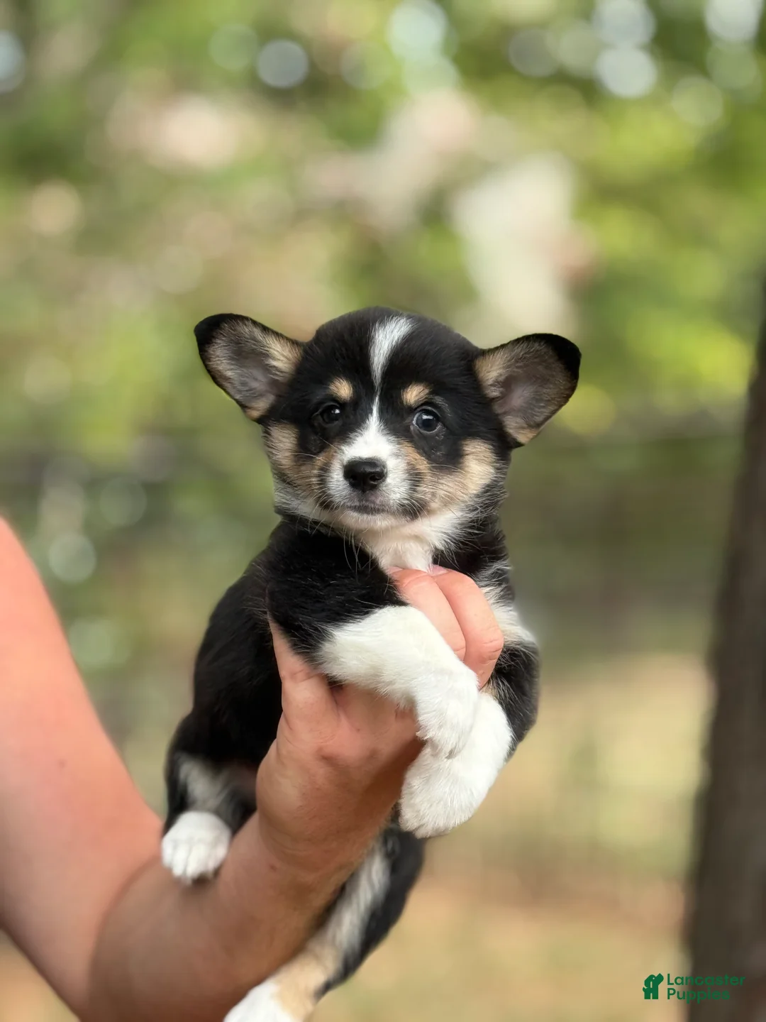 Mixed Breed dogs for sale: Black girl 2 - Ad 2