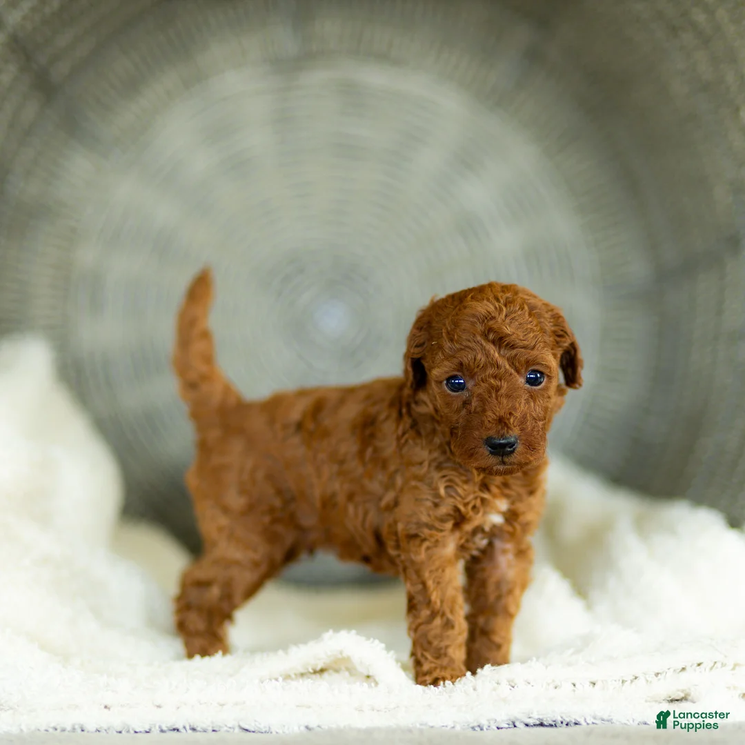 Toy Poodle dogs for sale: George Toy Poodle  - Ad 2