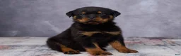 Rottweiler dogs for sale: Avery - Ad 5