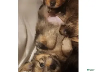 Mixed Breed dogs Bubbles - Ad 5