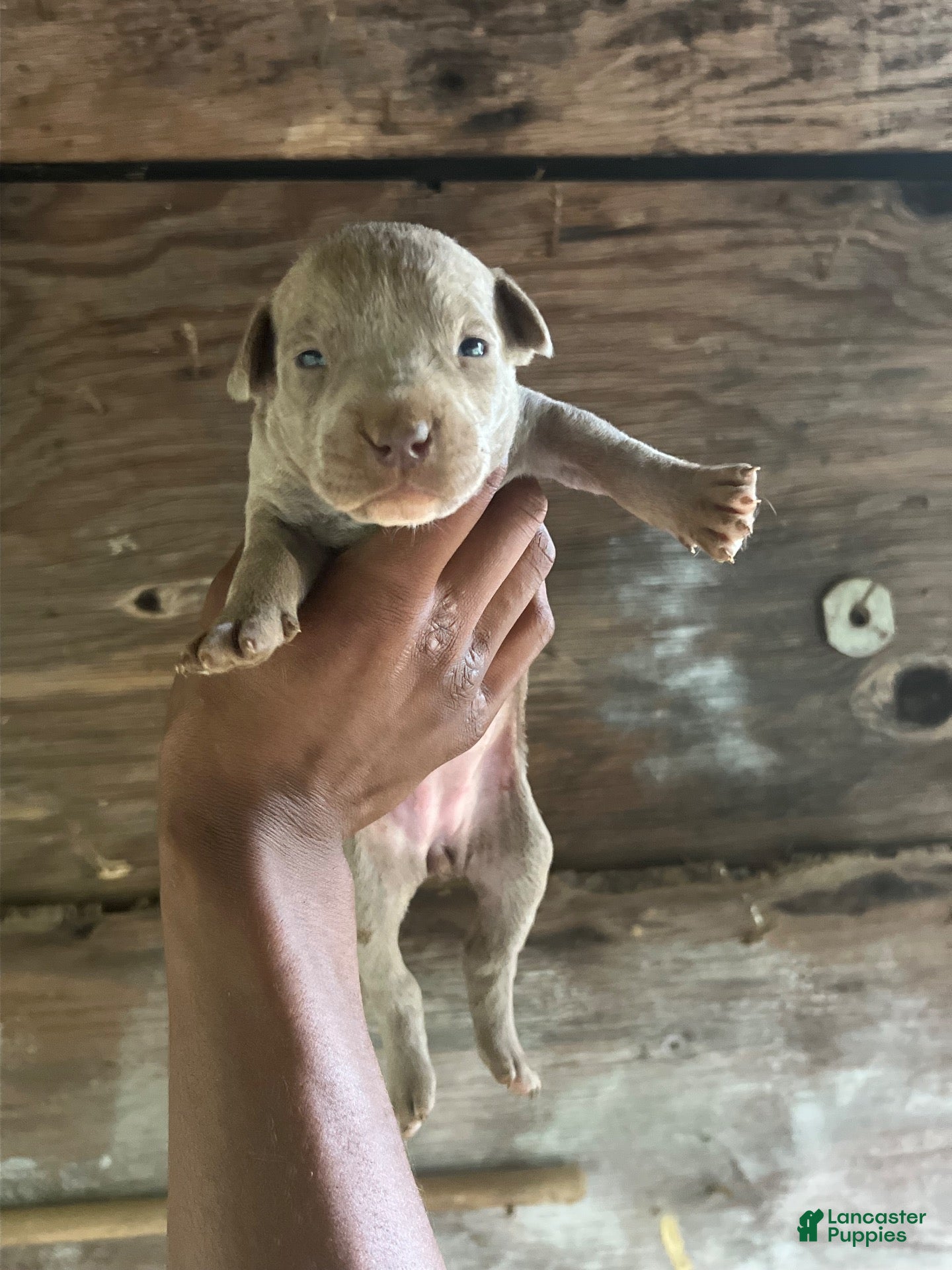 American Pit Bull Terrier dogs for sale: American Pit Bull Terrier 4 - Ad 2