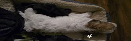 Shihpoo dogs for sale: Shihpoo 4 - Ad 2