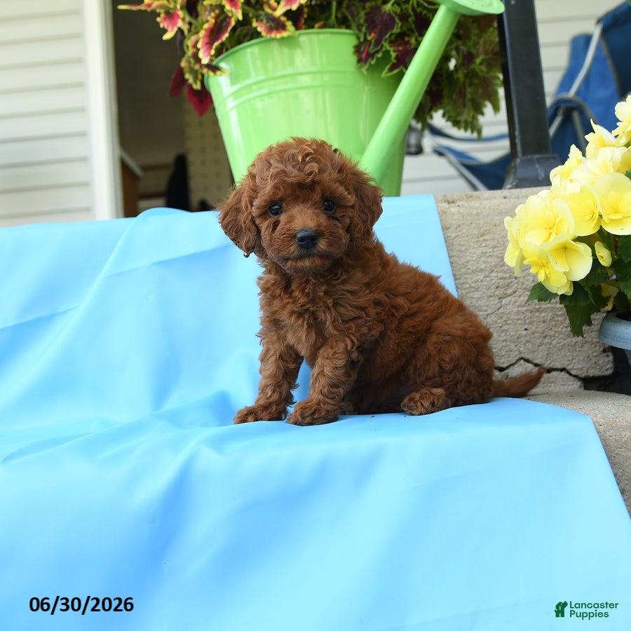 Toy Poodle dogs Fluffy - Ad 1