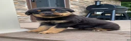 Rottweiler dogs for sale: Apollo - Ad 1