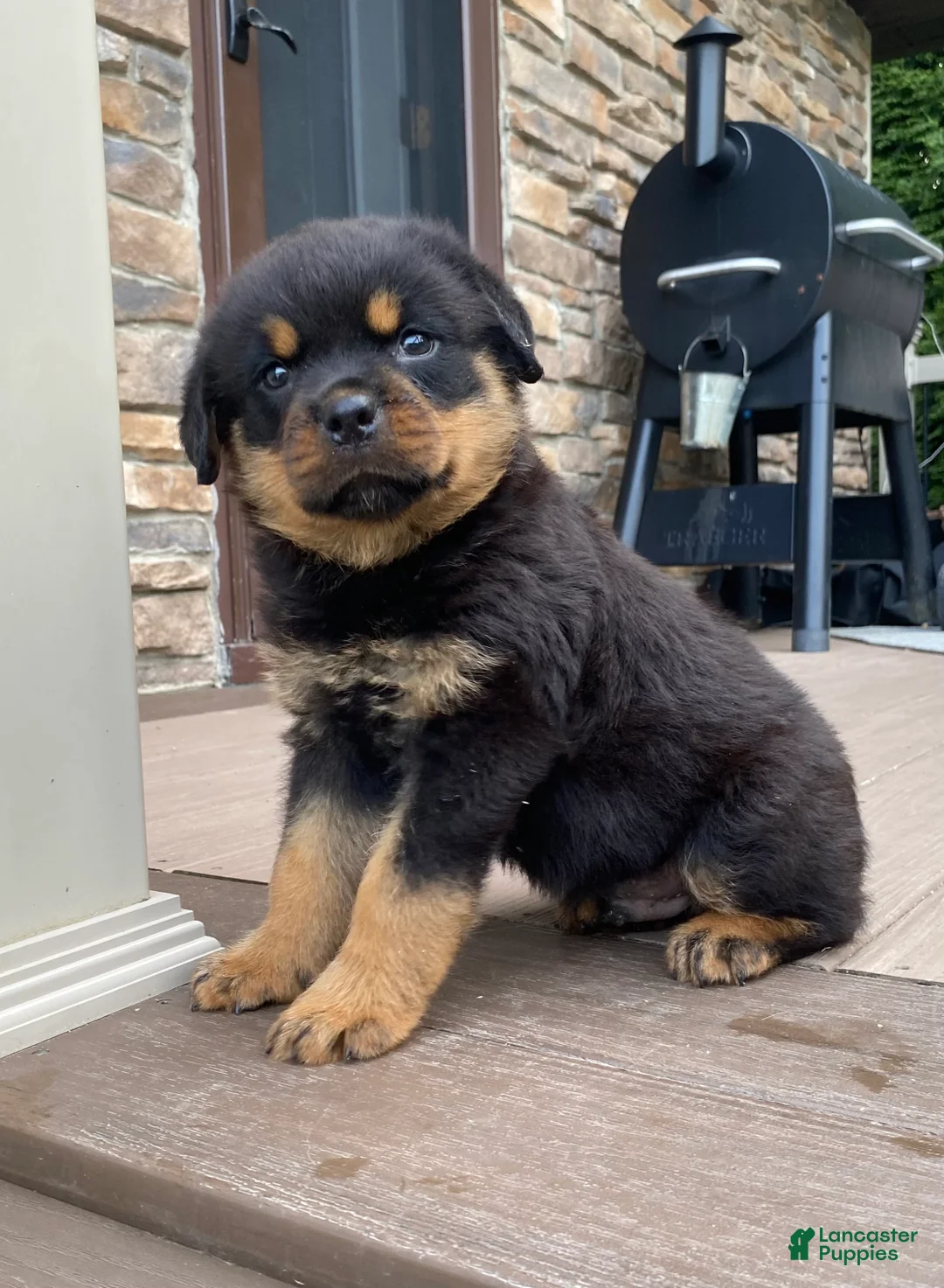 Rottweiler dogs for sale: Apollo - Ad 1