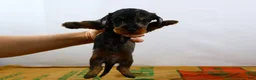 Miniature Dachshund dogs for sale: Two Face - Ad 20