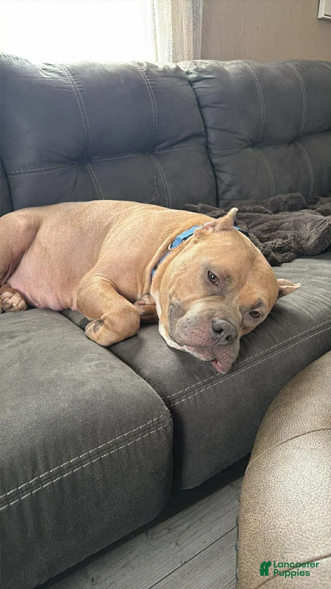 Mixed Breed dogs for sale: Mixed Breed Puppy 1 - Ad 4