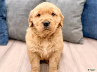 Golden Retriever dogs for sale: Harper - Ad 2