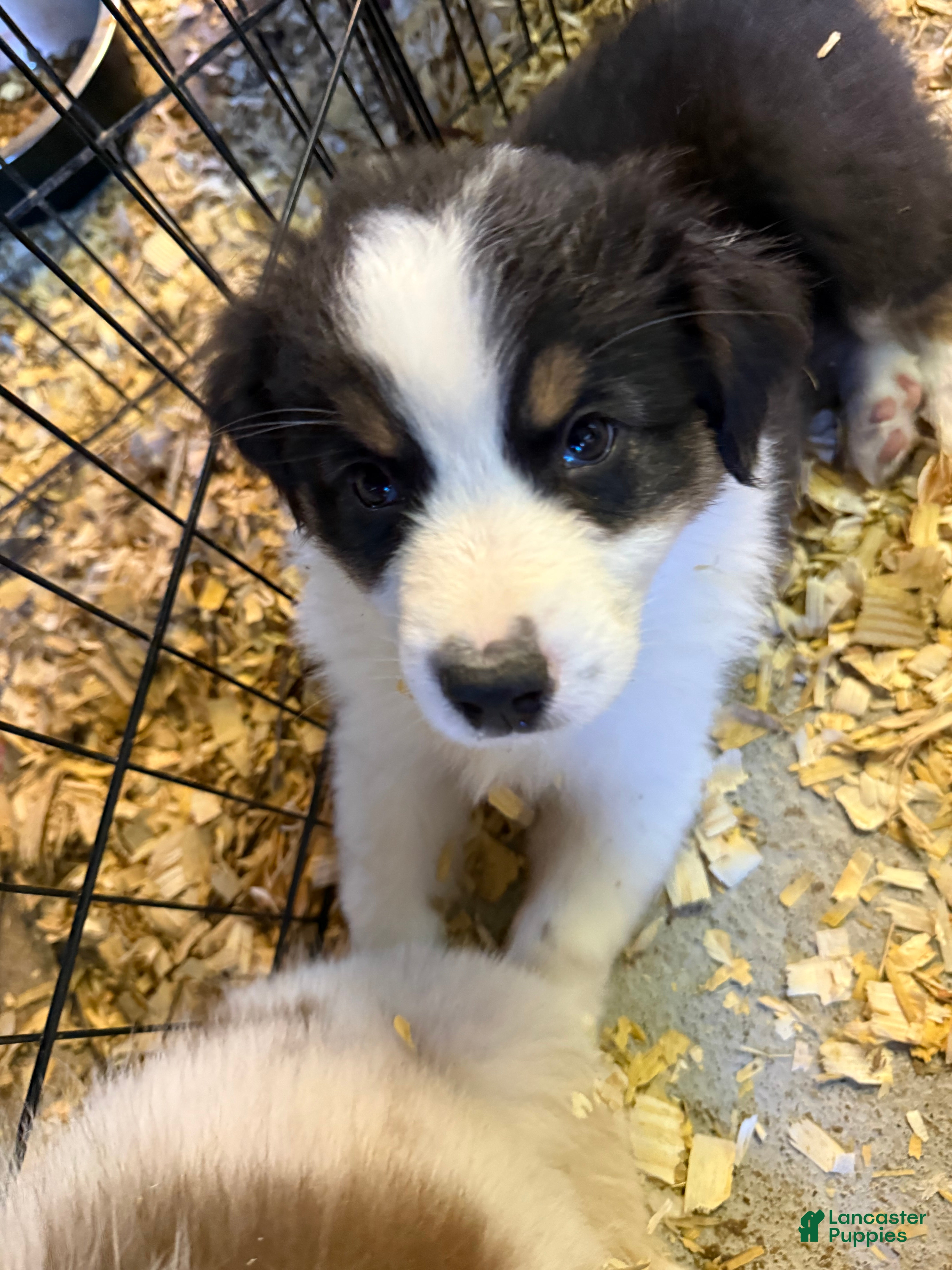 Australian Shepherd dogs Australian Shepherd Puppy 1 - Ad 37