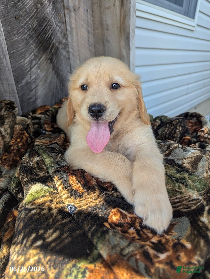 Golden Retriever dogs Wesson - Ad 1