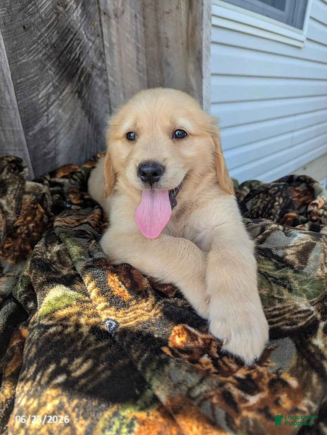 Golden Retriever dogs for sale: Wesson - Ad 1