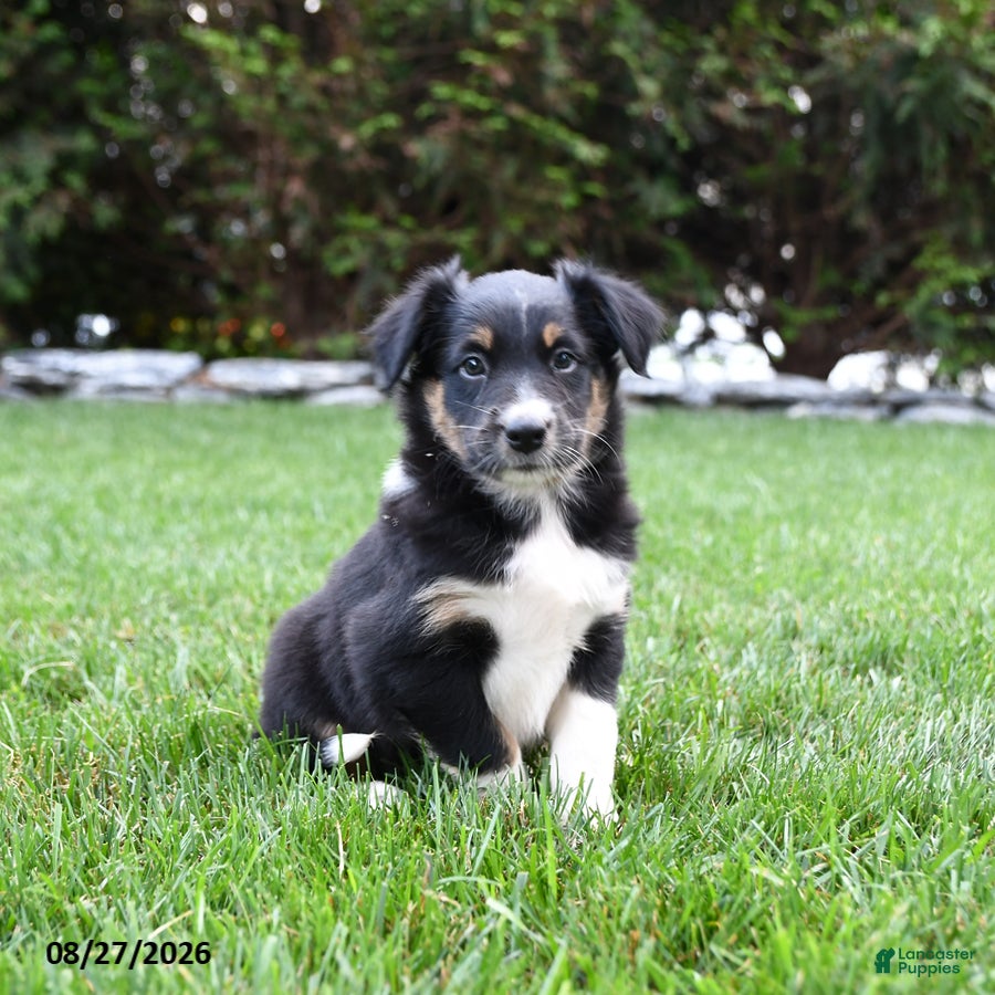 Australian Shepherd dogs Banjo - Ad 1