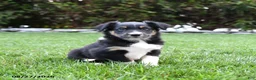 Australian Shepherd dogs for sale: Banjo - Ad 1
