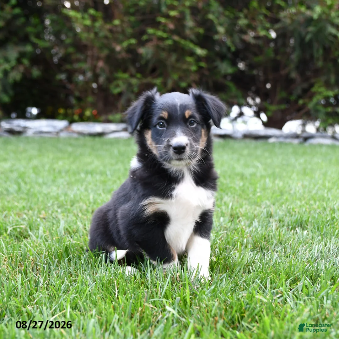 Australian Shepherd dogs for sale: Banjo - Ad 1