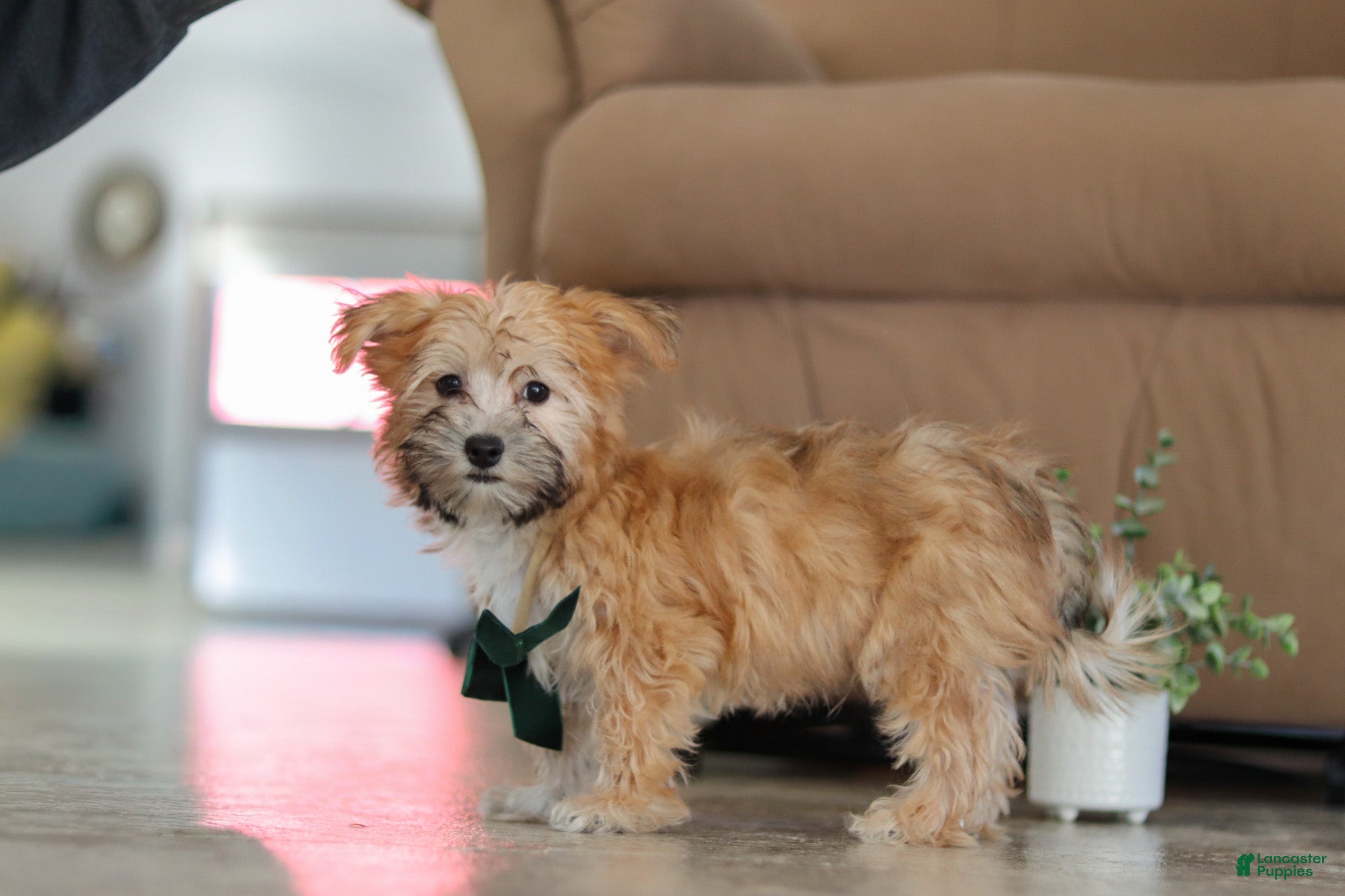 Morkie dogs Blake  - Ad 2