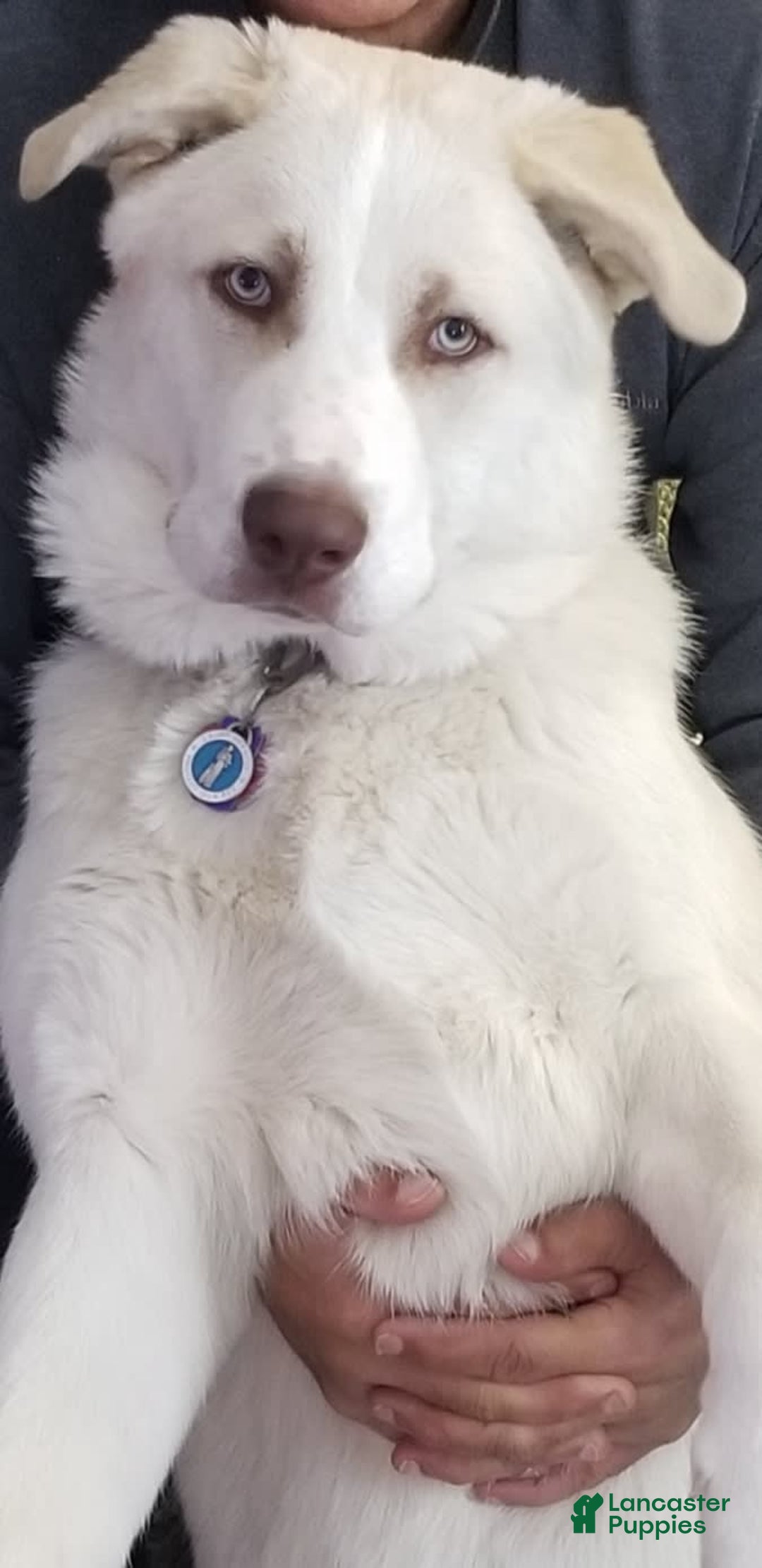 Gallery Image {{count}}