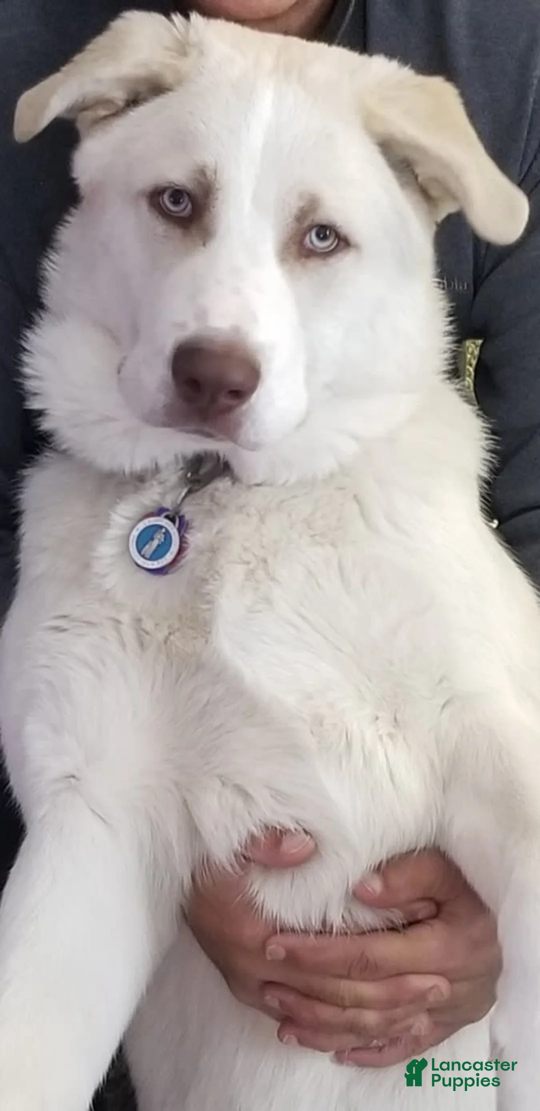 Gallery Image {{count}}