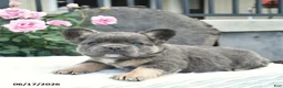 French Bulldog dogs for sale: Salty  - Ad 4