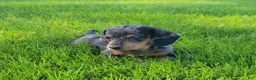 Miniature Dachshund dogs for sale: Trigger  - Ad 8