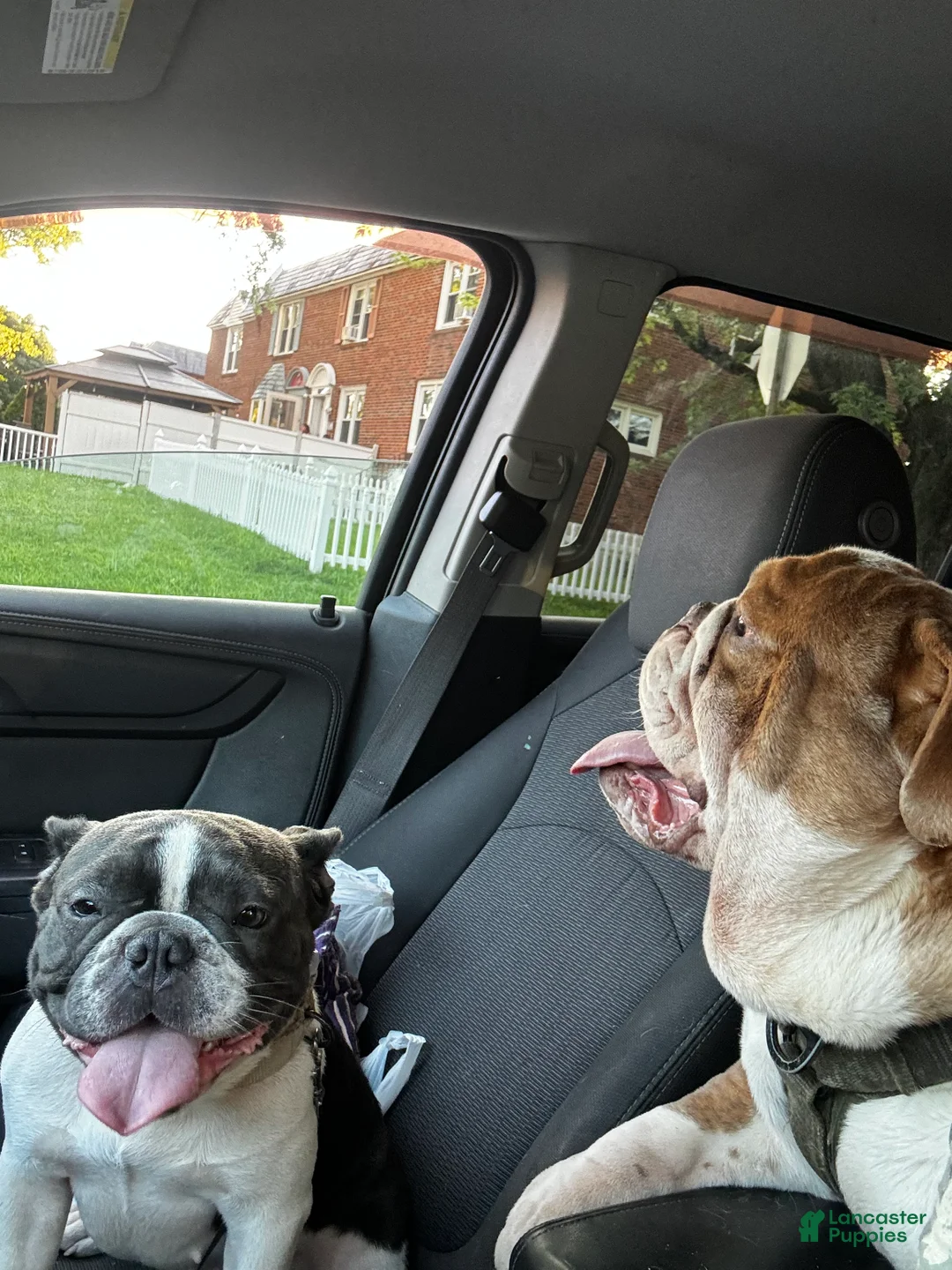 Mixed Breed dogs for sale: Brookie - Ad 3