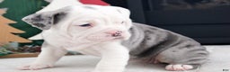 Olde English Bulldogge dogs for sale: Misty - Ad 3