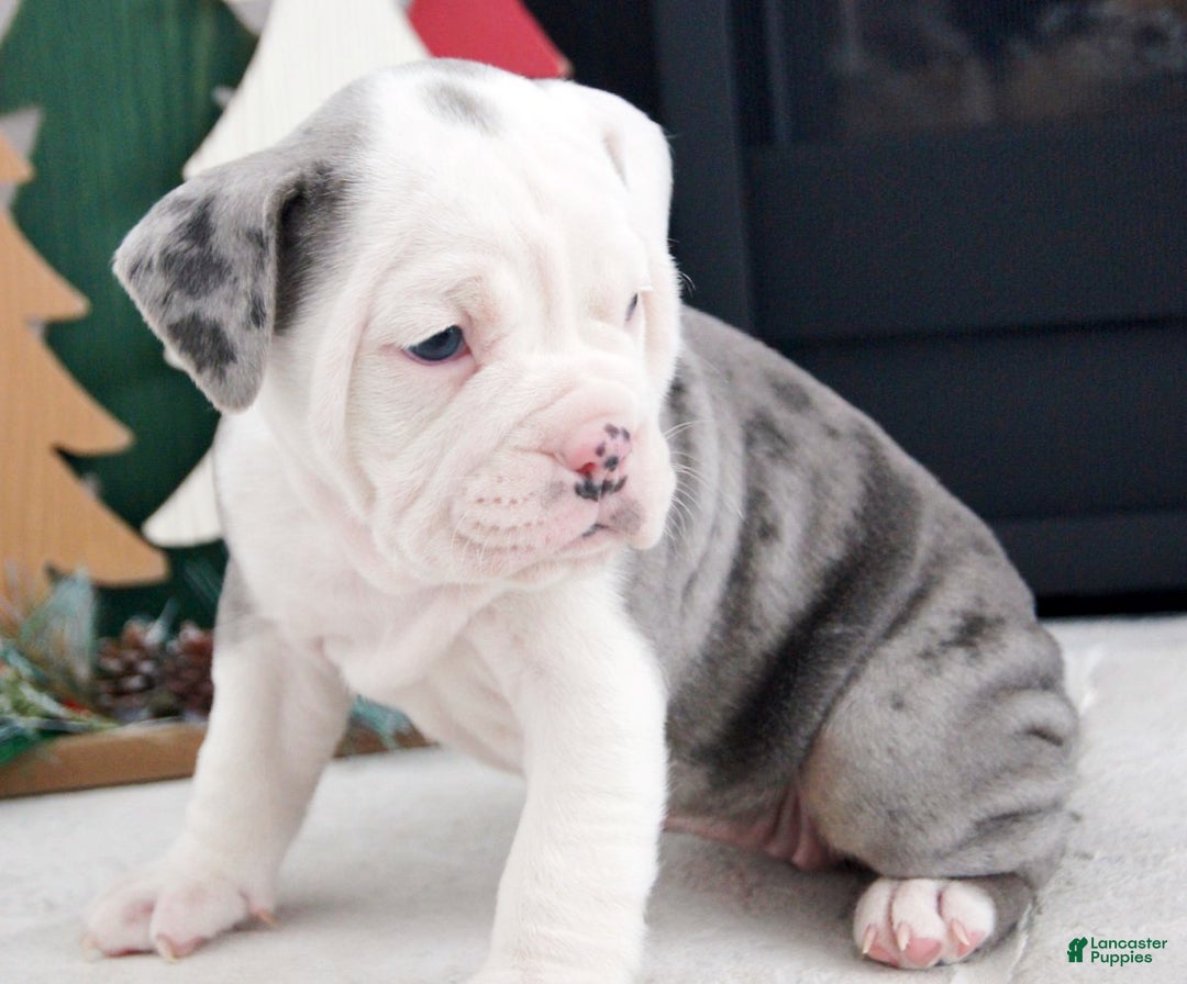 Olde English Bulldogge dogs for sale: Misty - Ad 3