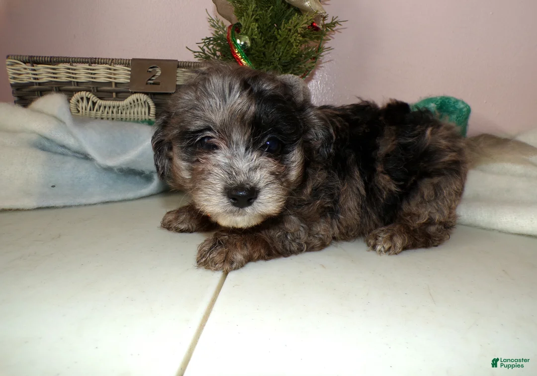 Pomapoo dogs for sale: Pomapoo Puppy 2 McKayla - Ad 2