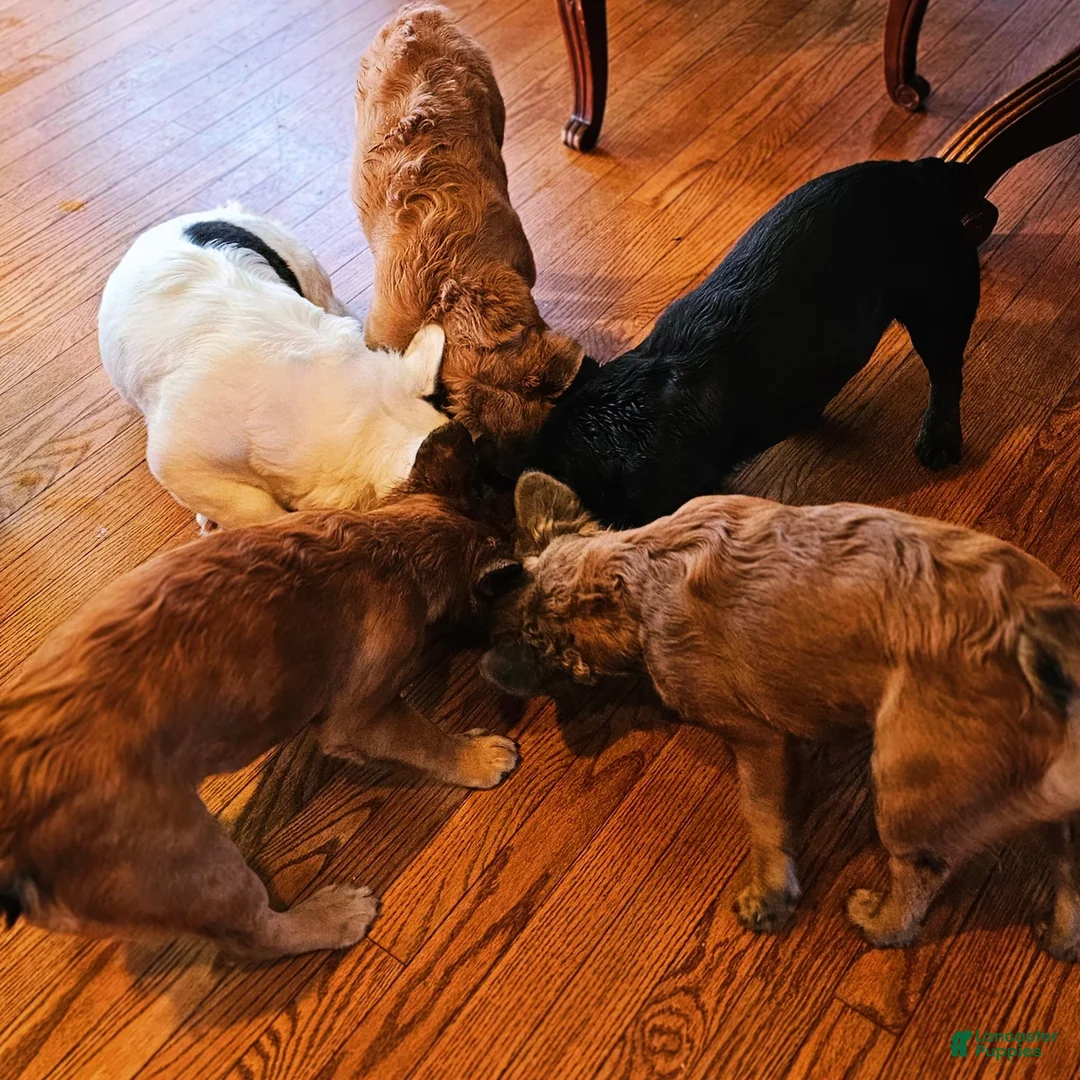 Gallery Image {{count}}