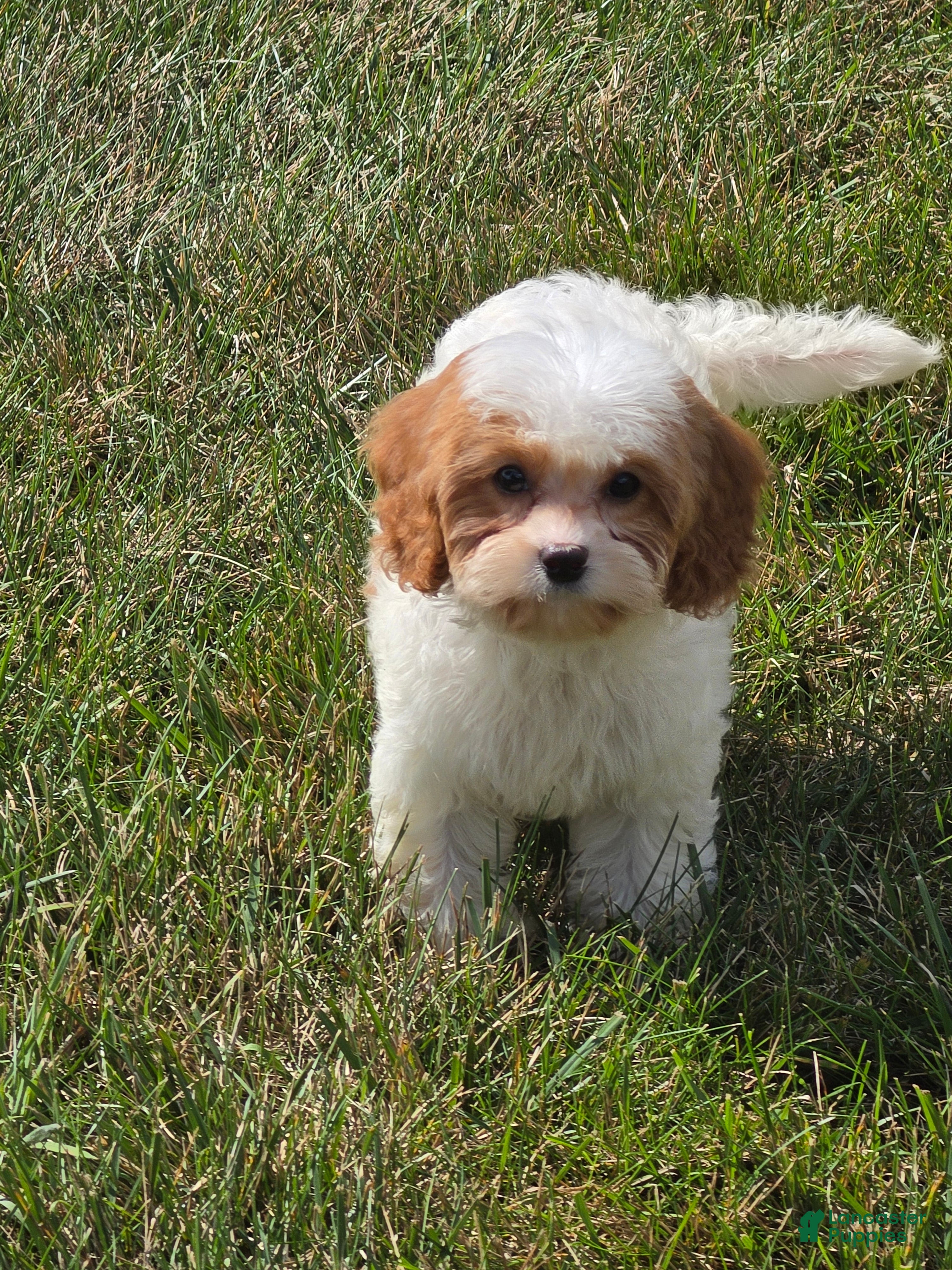 Cavapoo dogs Ellie - Ad 1
