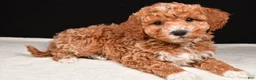 Mini Goldendoodle dogs for sale: Sophia - Ad 6