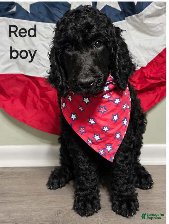 Standard Poodle dogs Standard Poodle 3 Red Boy - Ad 1