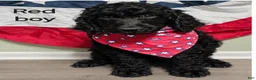 Standard Poodle dogs for sale: Standard Poodle 3 Red Boy - Ad 1