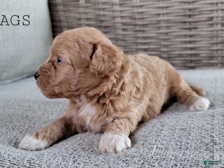 Maltipoo dogs - Ad 37