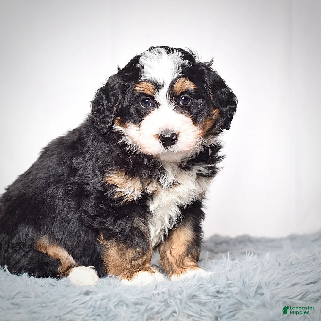 Mini Bernedoodle dogs for sale: Mini Bernedoodle Puppy 1 - Ad 3
