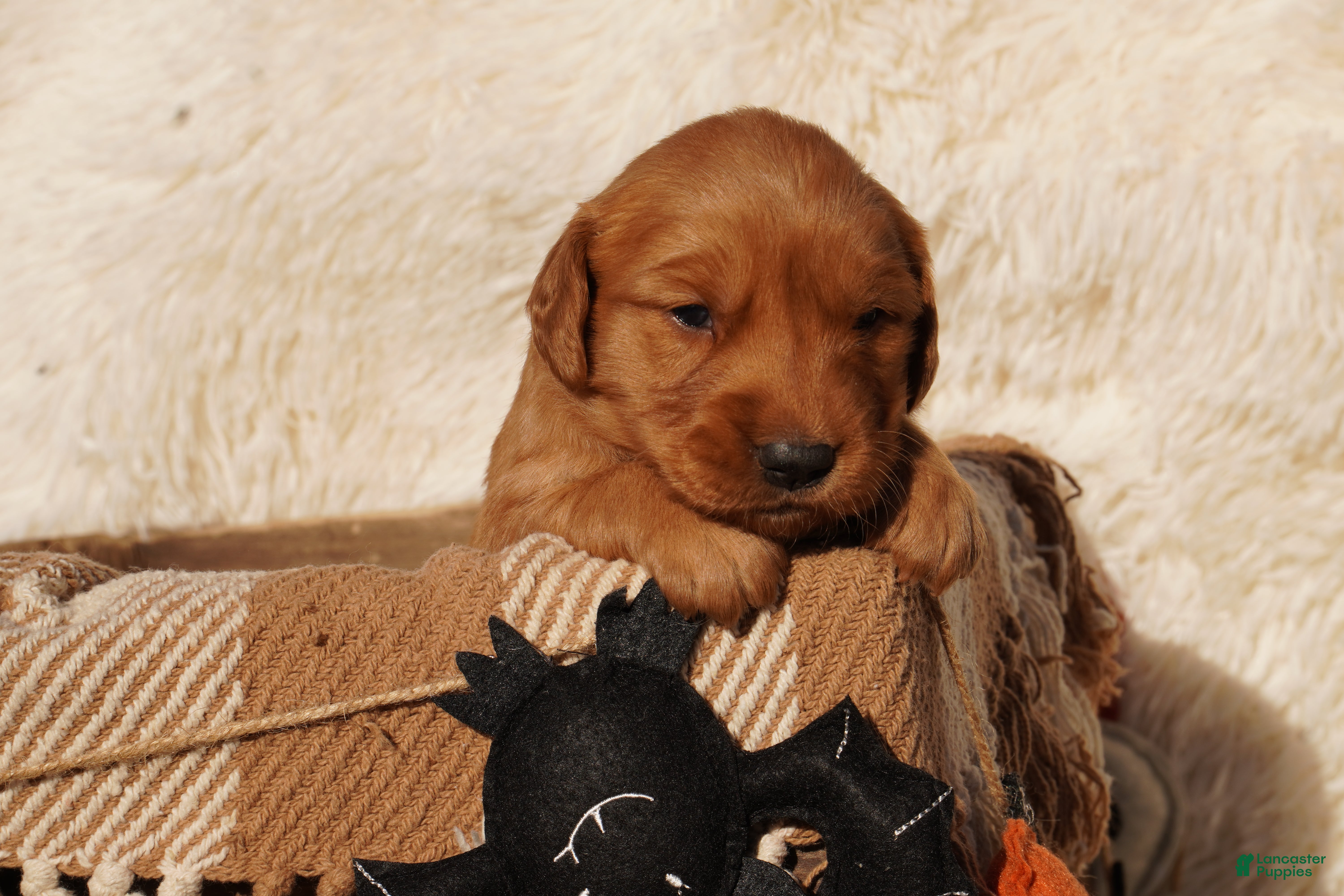 Golden Retriever dogs Missy - AKC, Genetically Clear - Ad 1