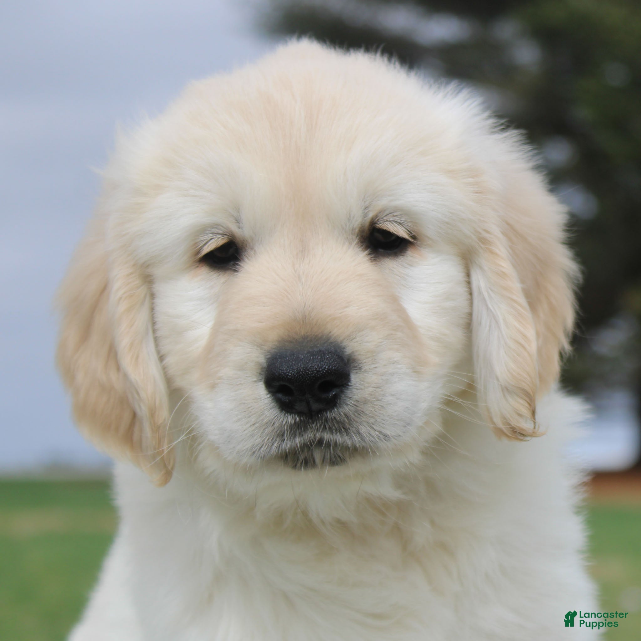 Golden Retriever dogs Mike the TRAINED Golden Retriever Puppy  - Ad 1