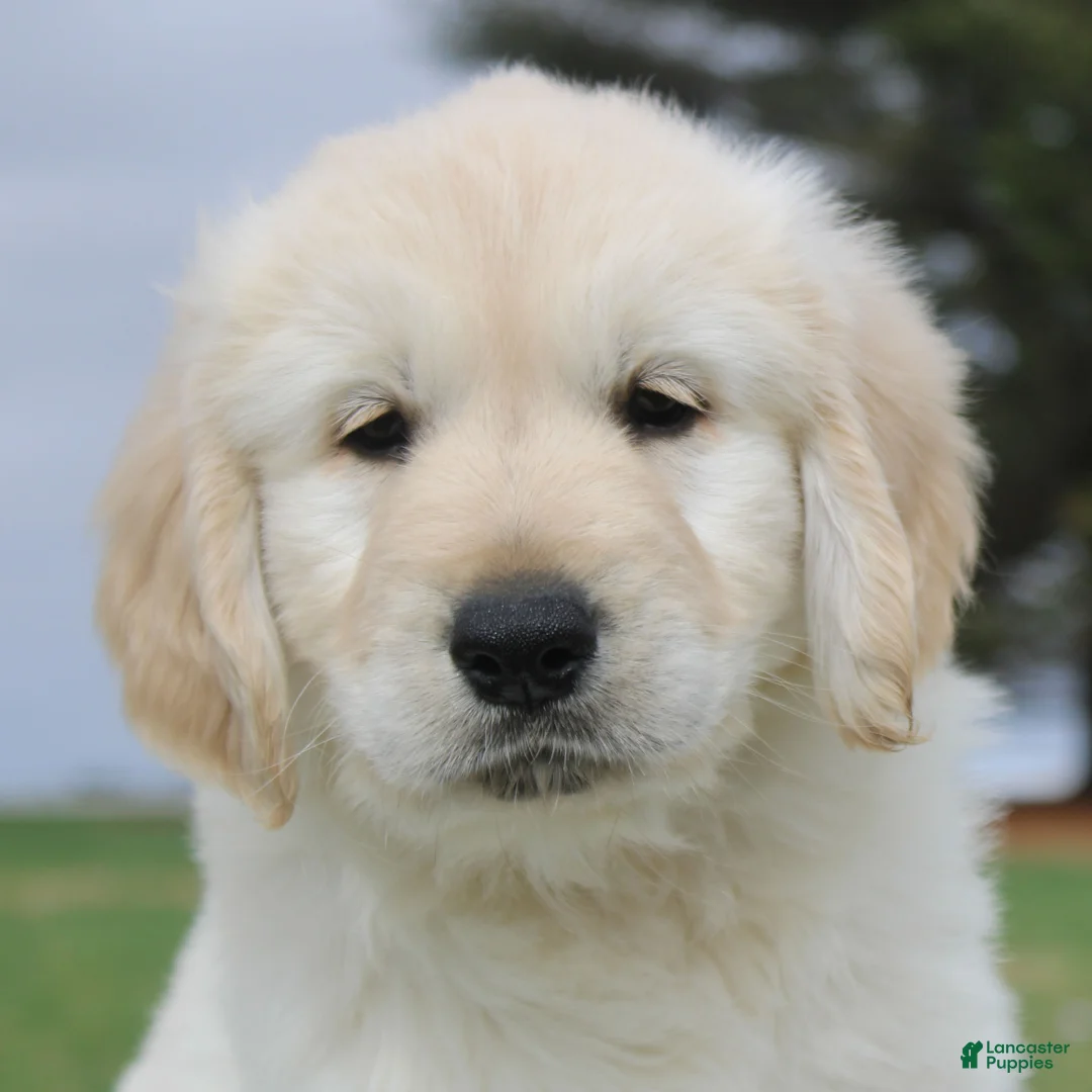 Golden Retriever dogs for sale: Mike the TRAINED Golden Retriever Puppy  - Ad 1