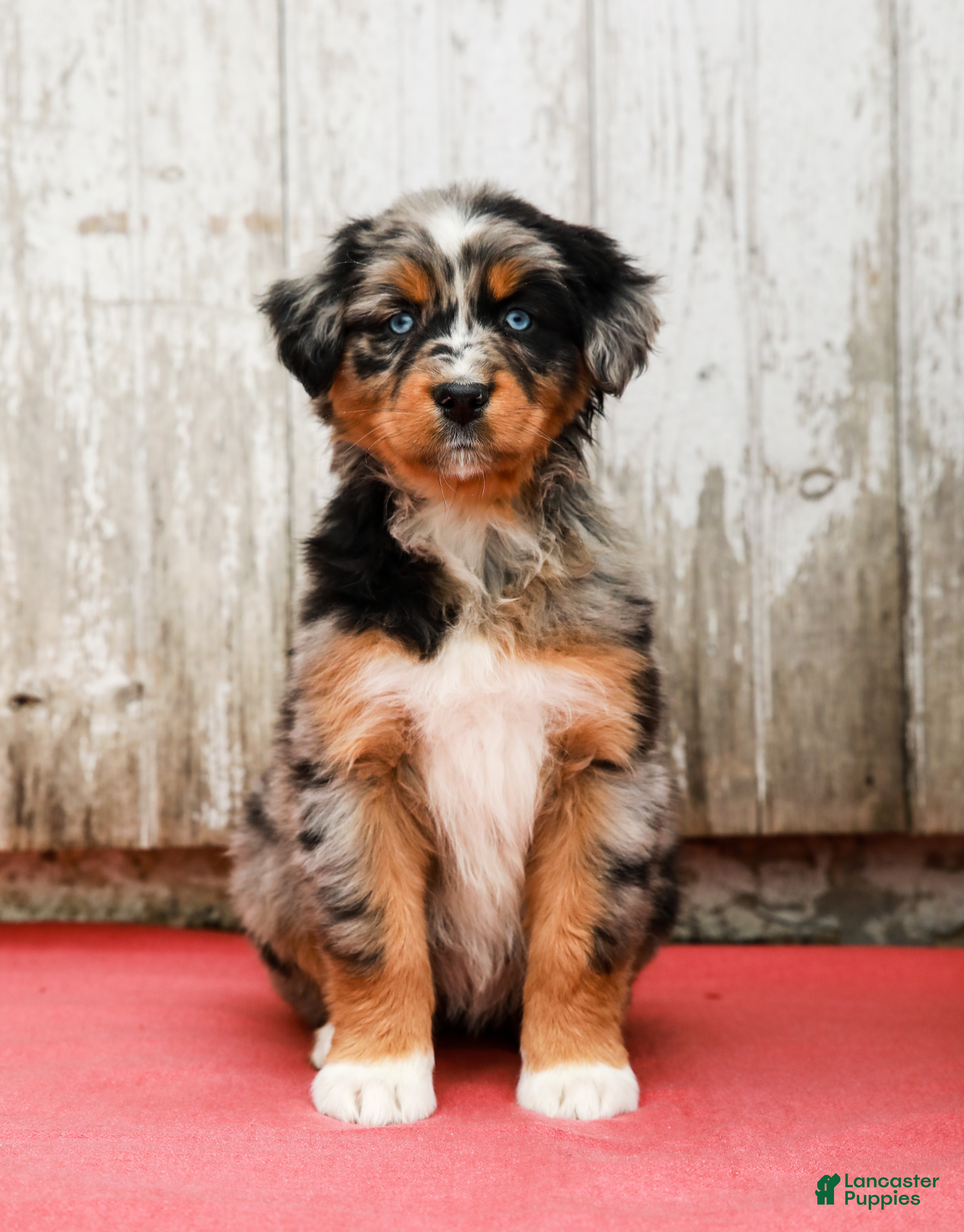 Australian Shepherd dogs Jenna - Ad 2