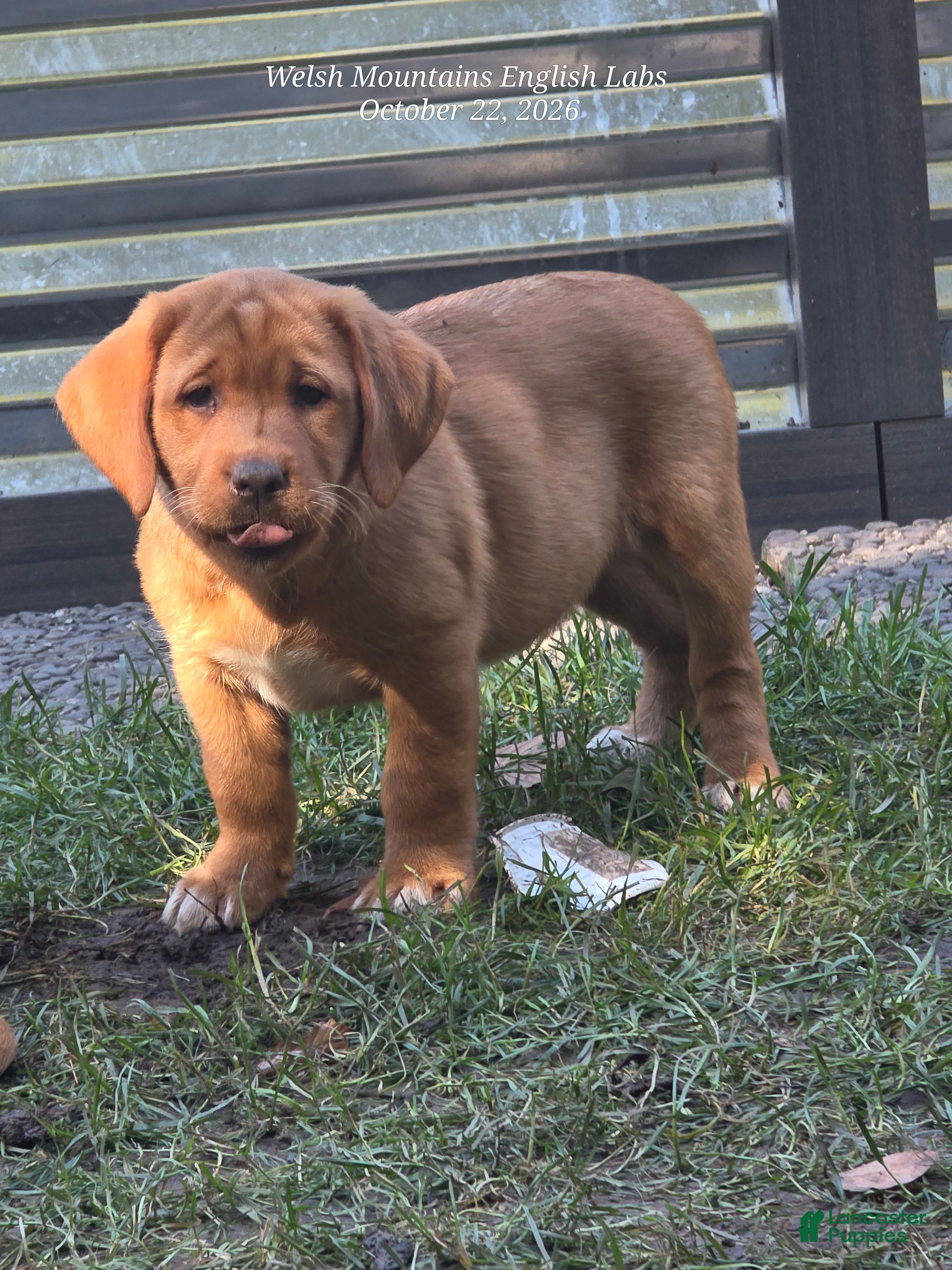 Labrador Retriever dogs for sale: Tinker - Ad 1