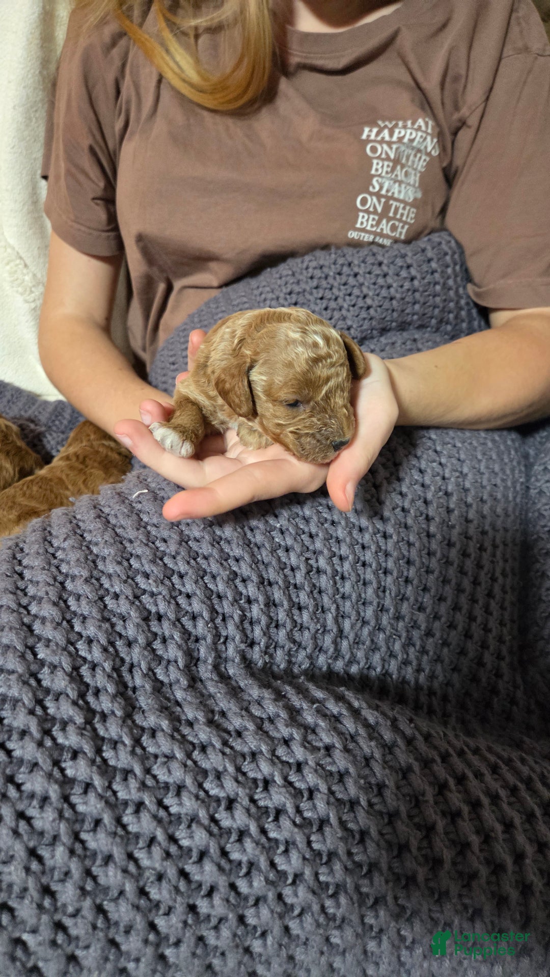 Cavapoo dogs for sale: Trey - Ad 17