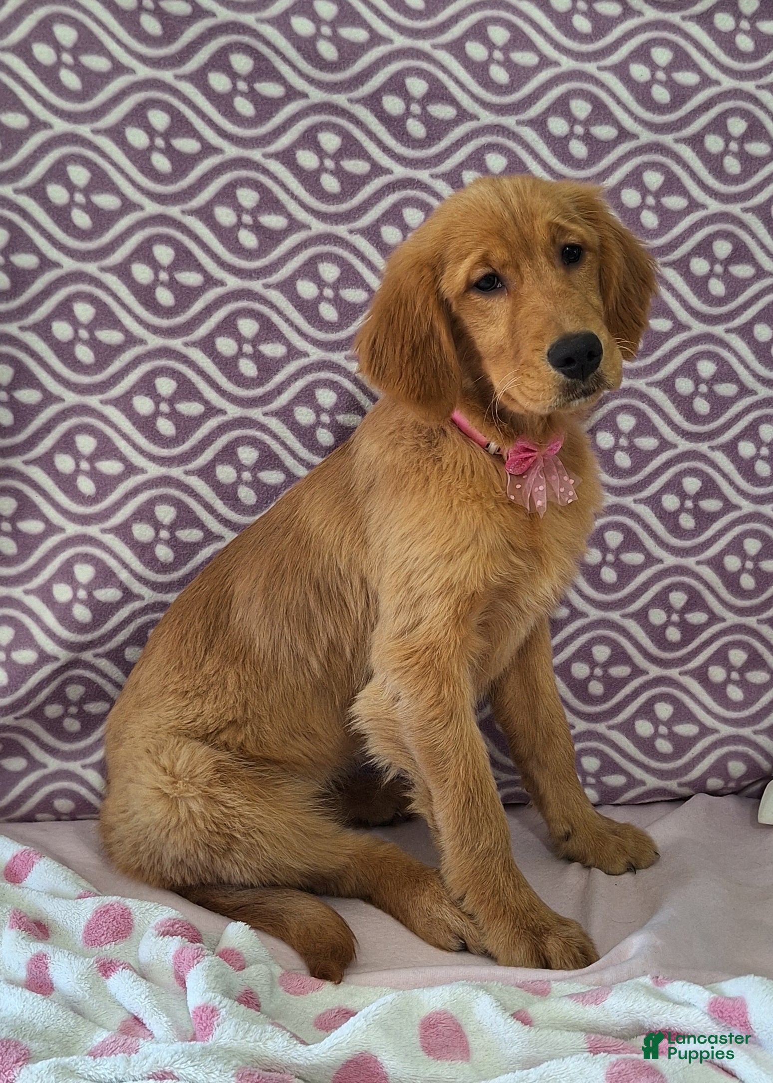 Golden Retriever dogs Brooklyn - Ad 2