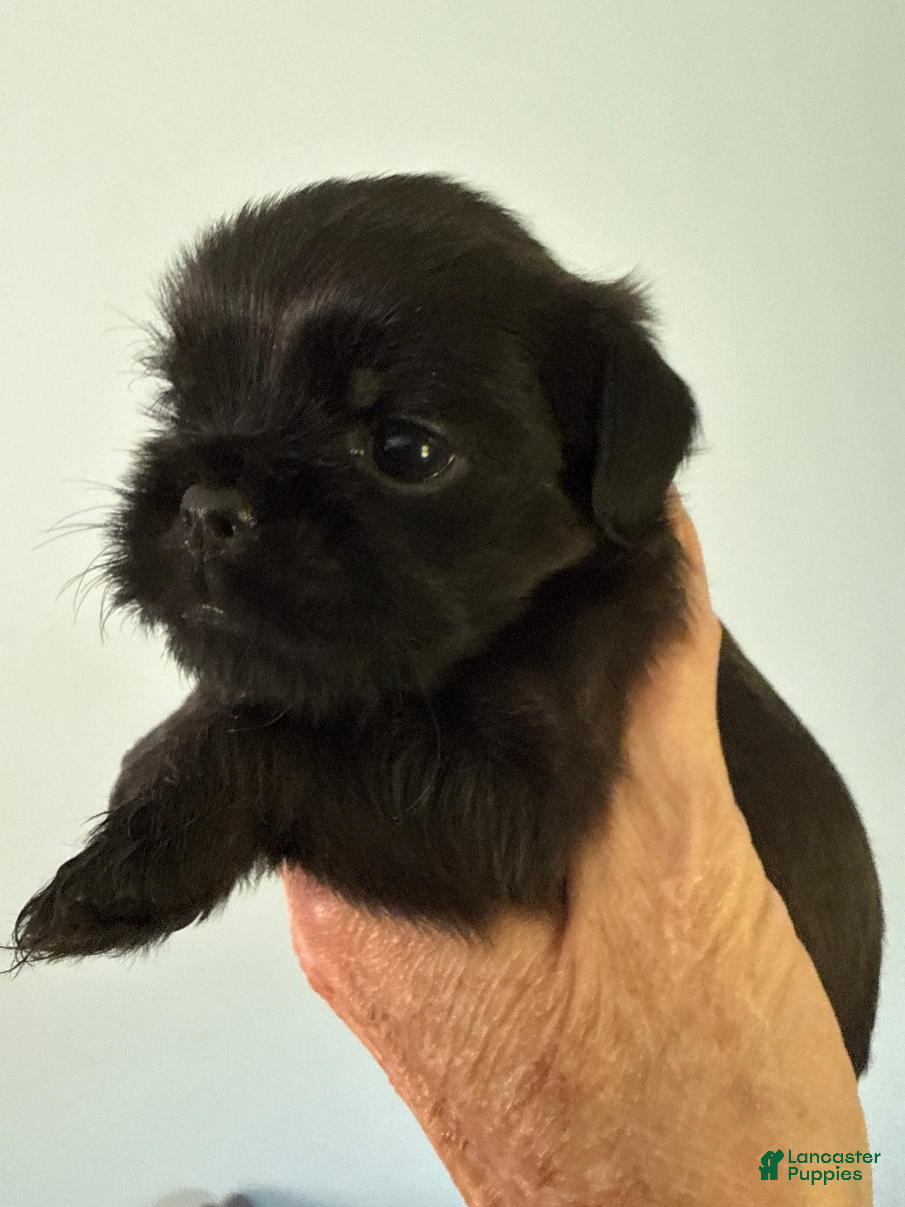 Brussels Griffon dogs Fallon - Ad 5
