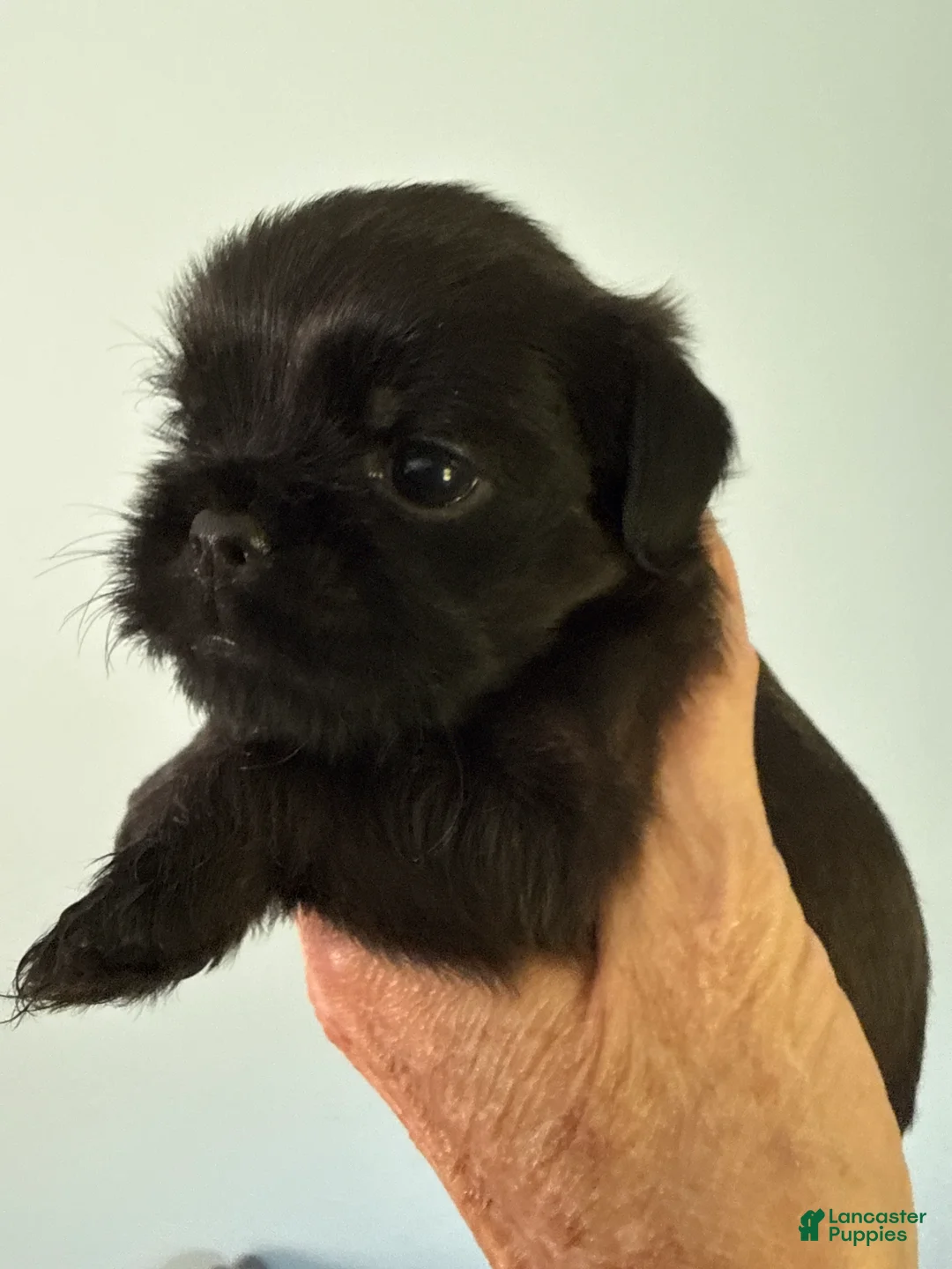 Brussels Griffon dogs for sale: Fallon - Ad 1