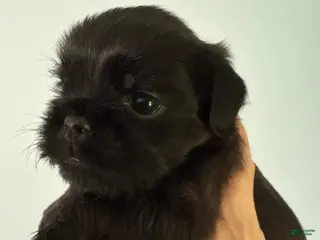 Brussels Griffon dogs Fallon - Ad 9