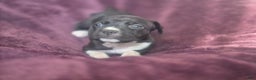 American Pit Bull Terrier dogs for sale: Xena - Ad 11