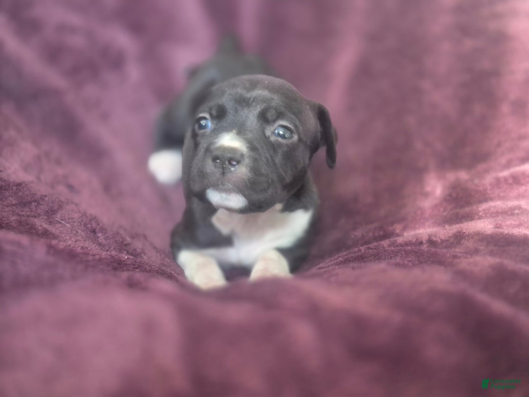American Pit Bull Terrier dogs for sale: Xena - Ad 11