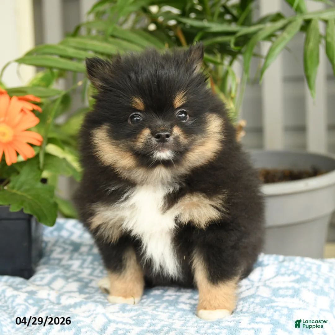 Pomeranian dogs for sale: Sasha - Ad 2