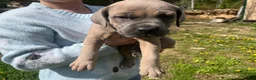 Cane Corso dogs for sale: Cane Corso Puppy 2 - Ad 3