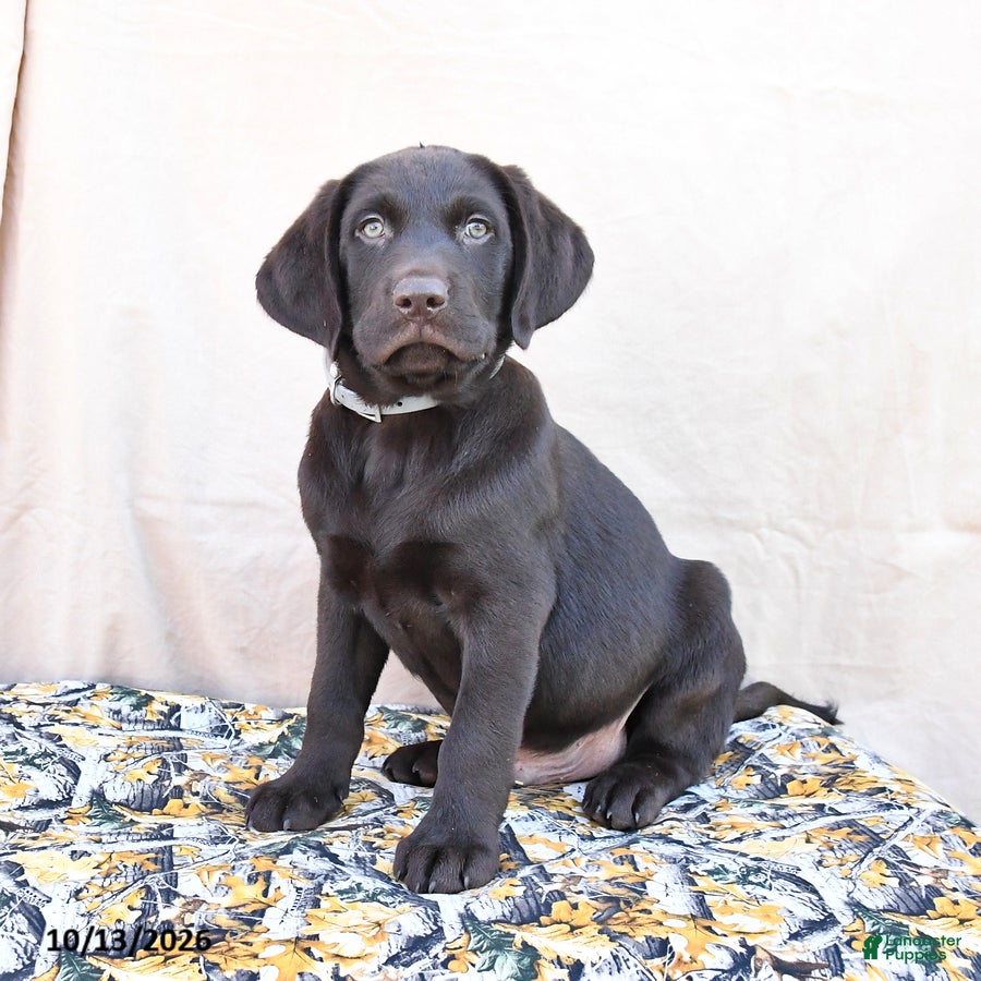Labrador Retriever dogs Hershey - Ad 1