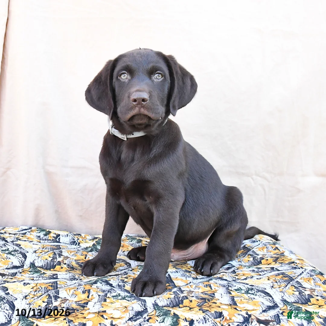 Labrador Retriever dogs for sale: Hershey - Ad 1